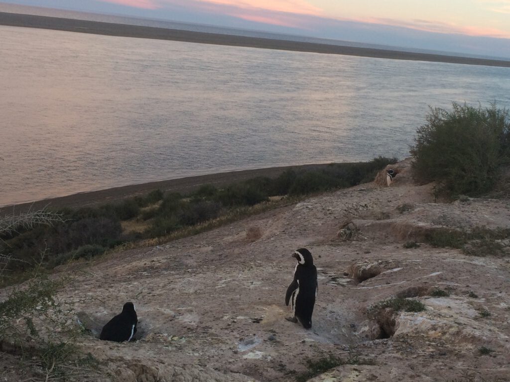 puerto madryn - grootsopreis