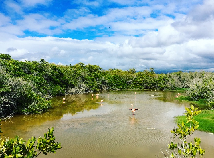 galapagos - grootsopreis