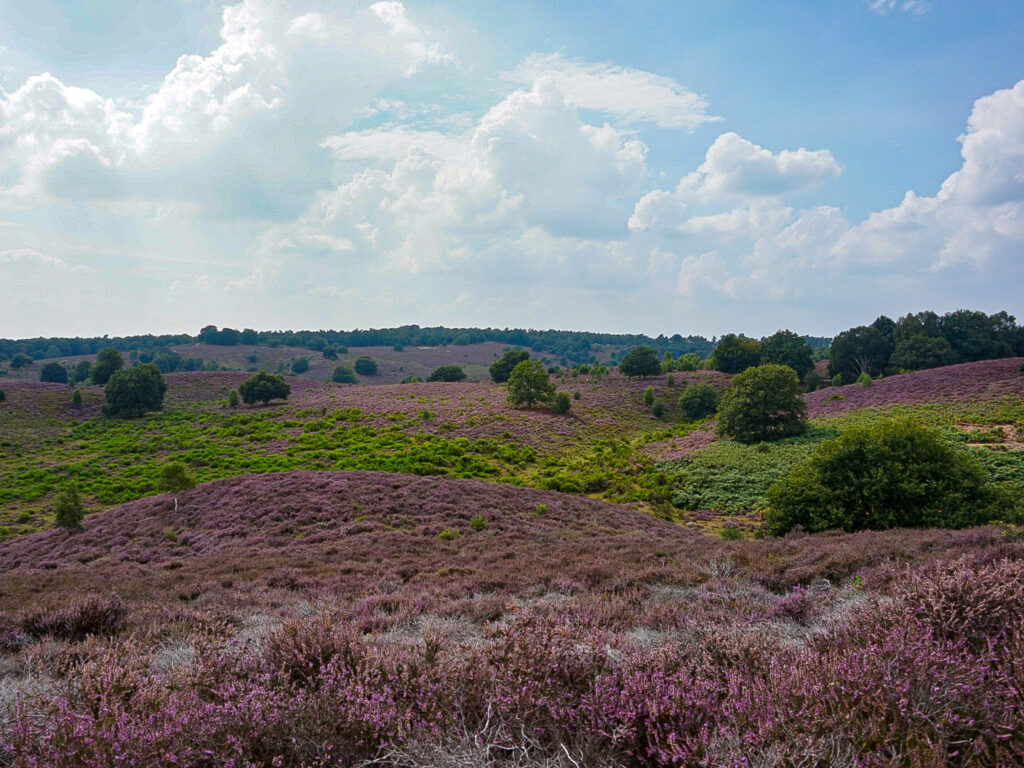 heide grootsopreis