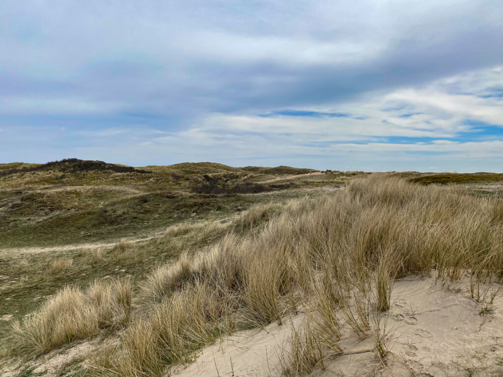 Duinen zandvoort