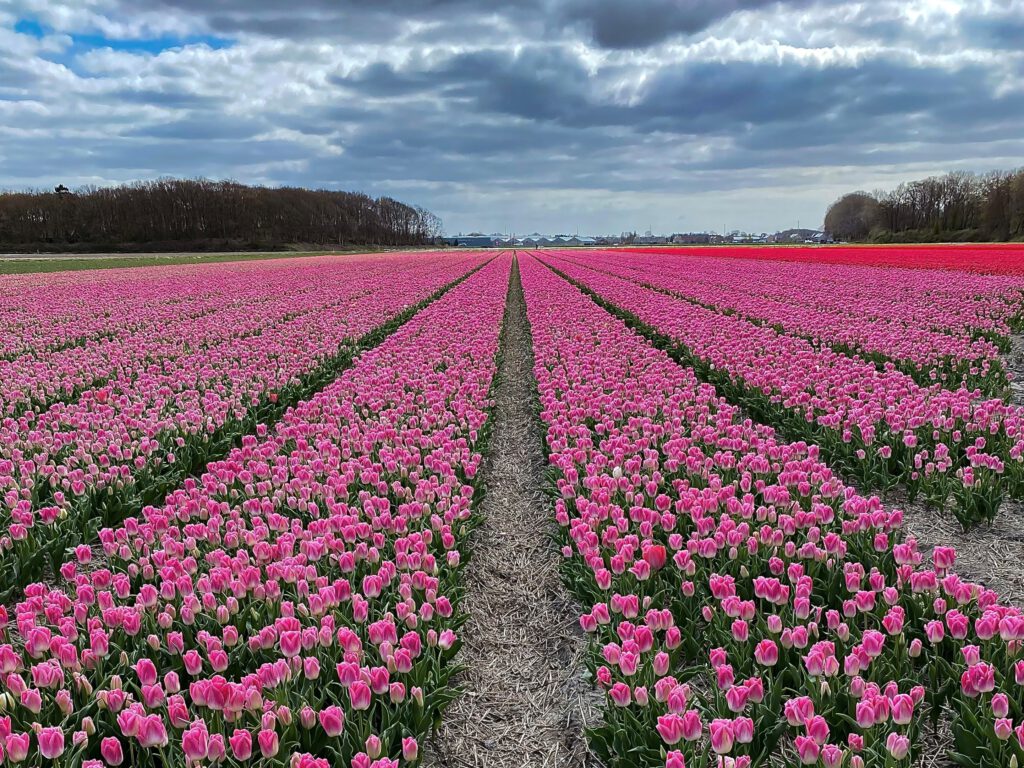 Bollenstreek de Zilk