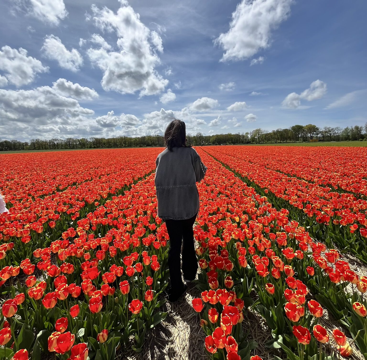 rood tulpenveld lisse