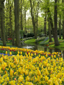 tulpen in het keukenhof