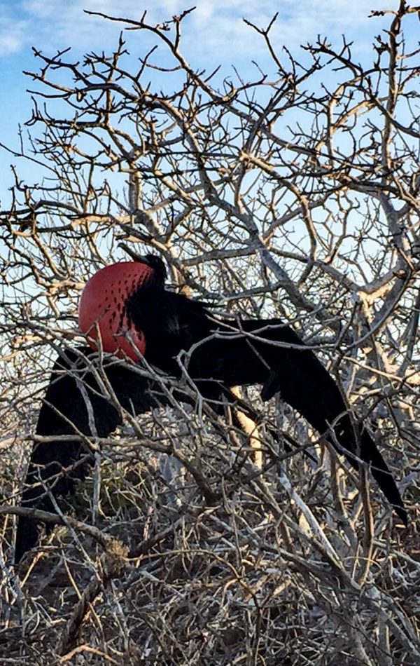 frigate bird - grootsopreis